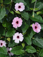 Thunbergia alata Sunny Susy Rose Sensation